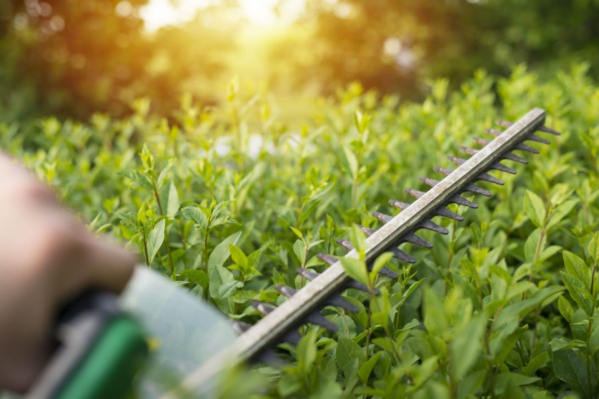 Hecke schneiden mit elektrischer Schere