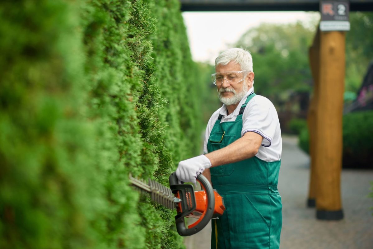 Thuja Hecke schneiden