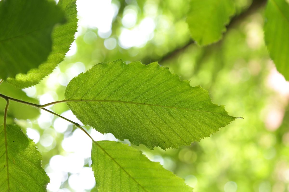 Hainbuche / Carpinus betulus Laub Nahaufnahme grün