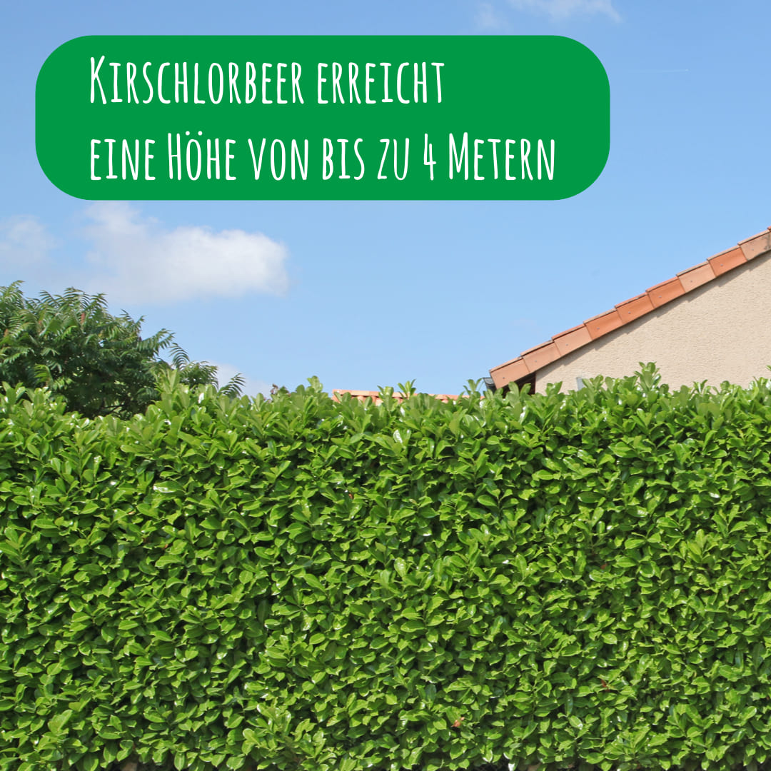 Höhe der Kirschlorbeerhecke