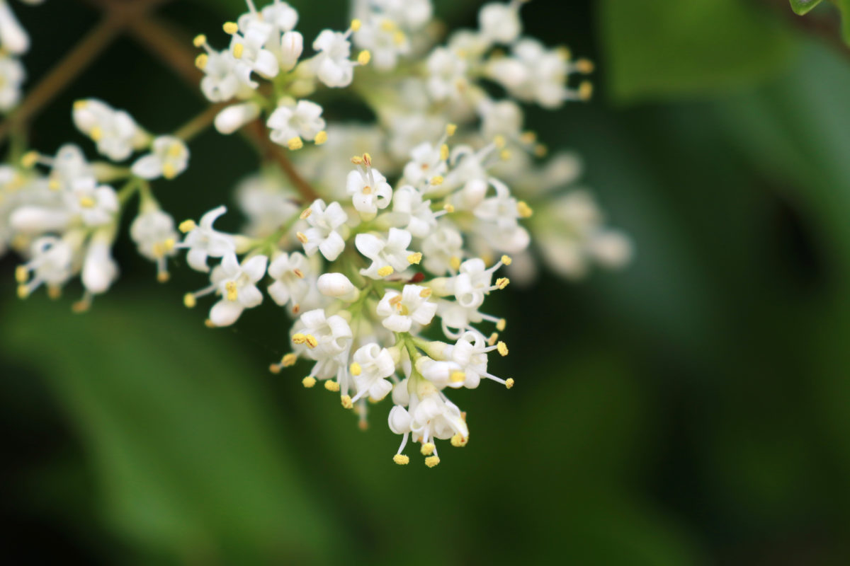 Blüte Ovalblättriger Liguster