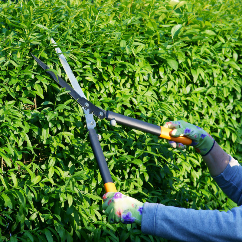 Ligustrum Ovalifolium wird geschnitten