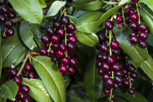 Kirschorbeeren an einer Kirschlorbeerhecke