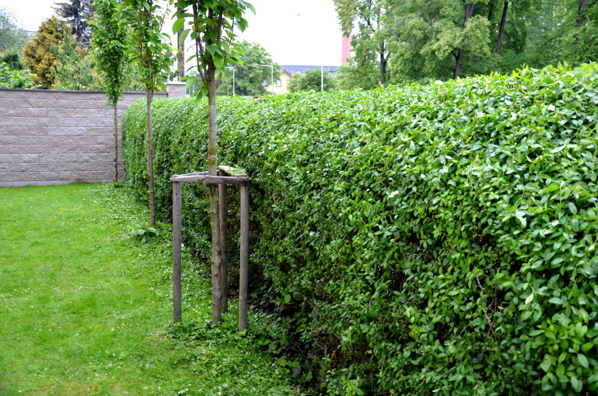 Bilder einer Ligustrum Ovalifolium