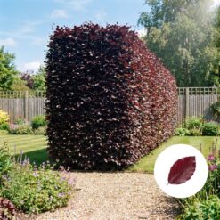 Blutbuche Hecke kaufen