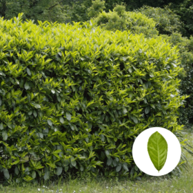 Die perfekte Buchenhecke kaufen & pflanzen » Helges XXL Ratgeber