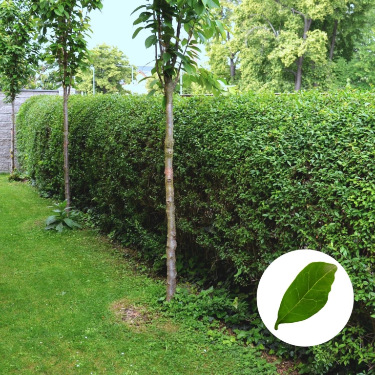 Kirschlorbeer schneiden Wie, Wann & Wie Oft [+ Tipps] 🌿