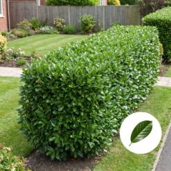 Kaukasischer Kirschlorbeer Hecke kaufen