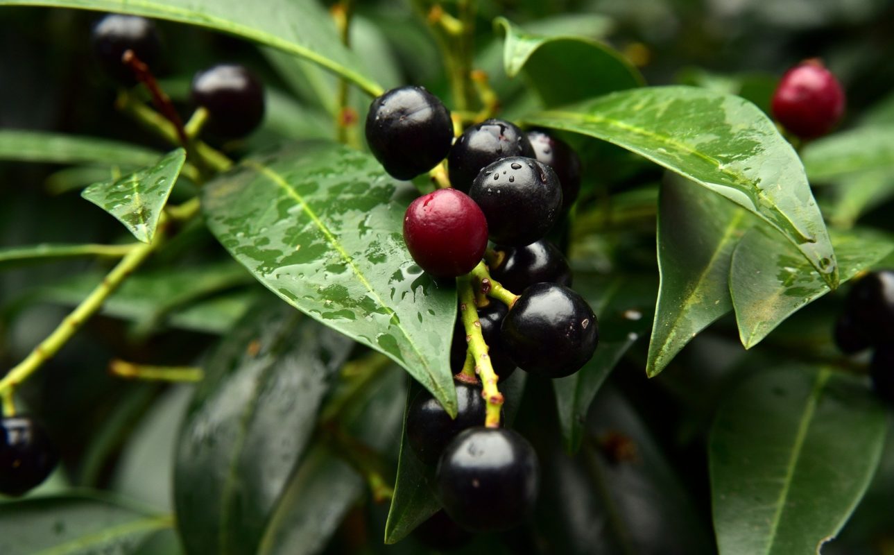 Frucht der Lorbeerkirsche / Prunus laurocerasus Caucasica