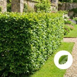 Rotbuche Hecke kaufen