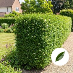 Wintegrüner Liguster Hecke kaufen