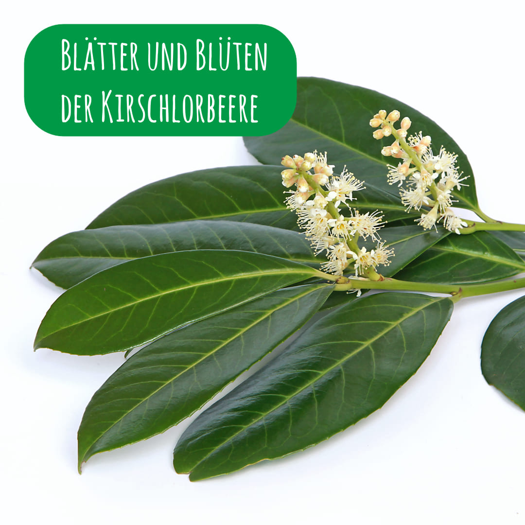 Blätter und Blüten der Kirschlorbeere