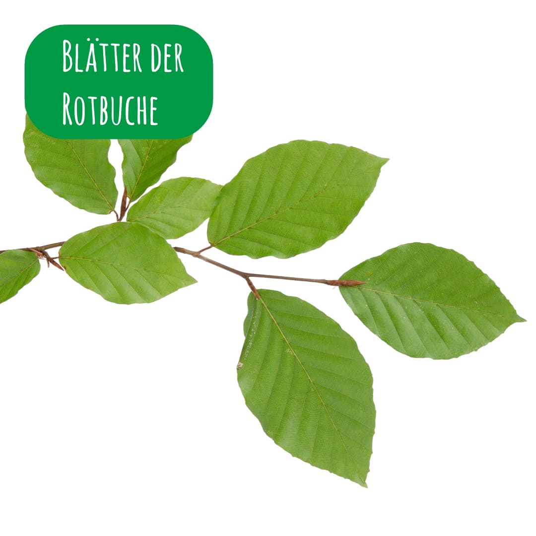 Blätter der Fagus Sylvatica