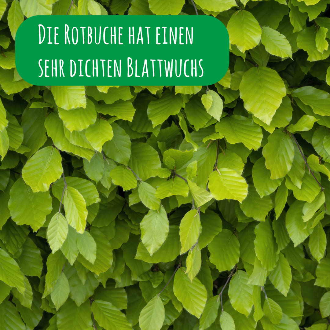 Dichtgewachsene Fagus Sylvatica