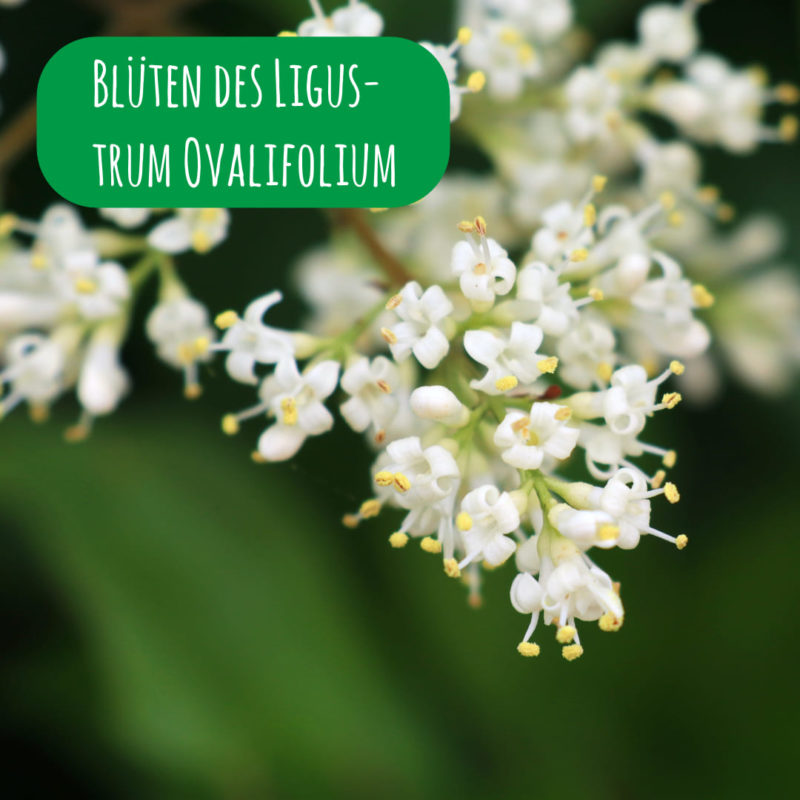 Blüten des Ligustrum Ovalifolium