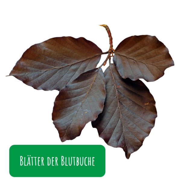 Blutbuche (Fagus Sylvatica Purpurea) Blätter