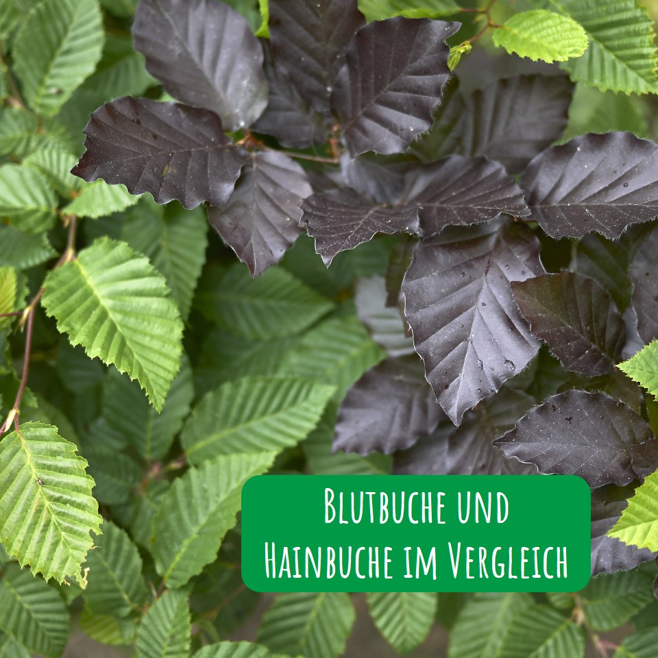 Blutbuche und Hainbuche im Vergleich