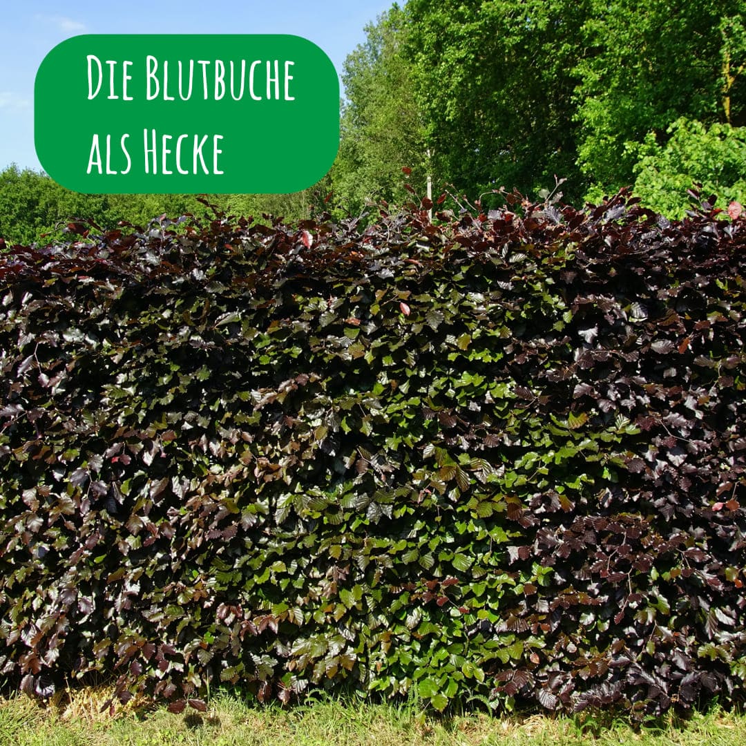 Blutbuchenhecke gepflant
