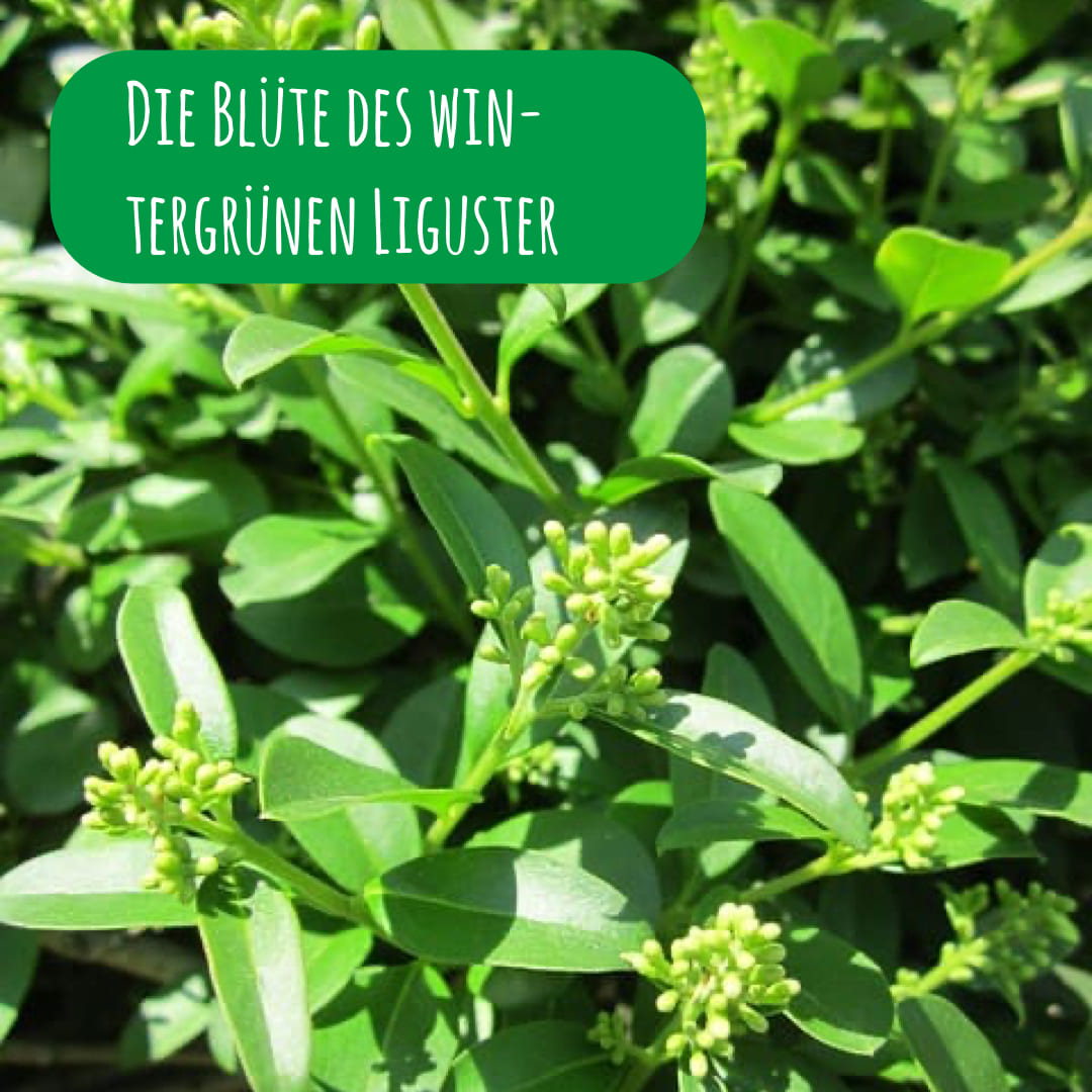 Blüten vom wintergrünen Liguster