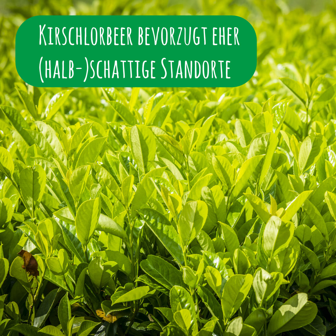 Viele Blätter der Kirschlorbeere