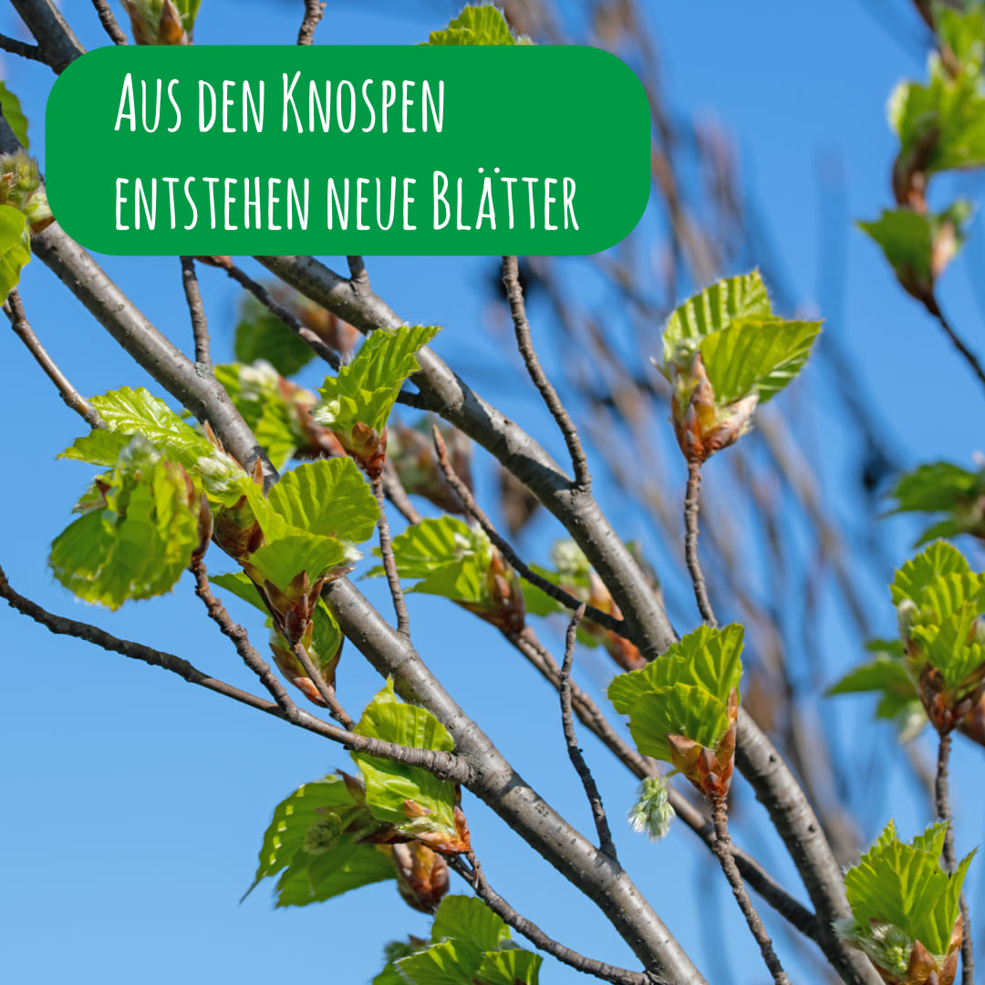 Fagus Sylvatica mit Knospen