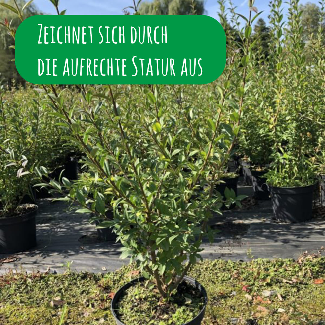 Wuchs des wintergrünen Liguster