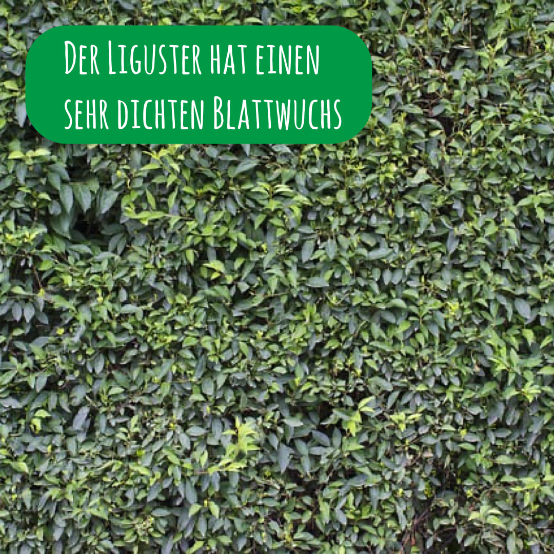 wintergrüne ligusterhecke