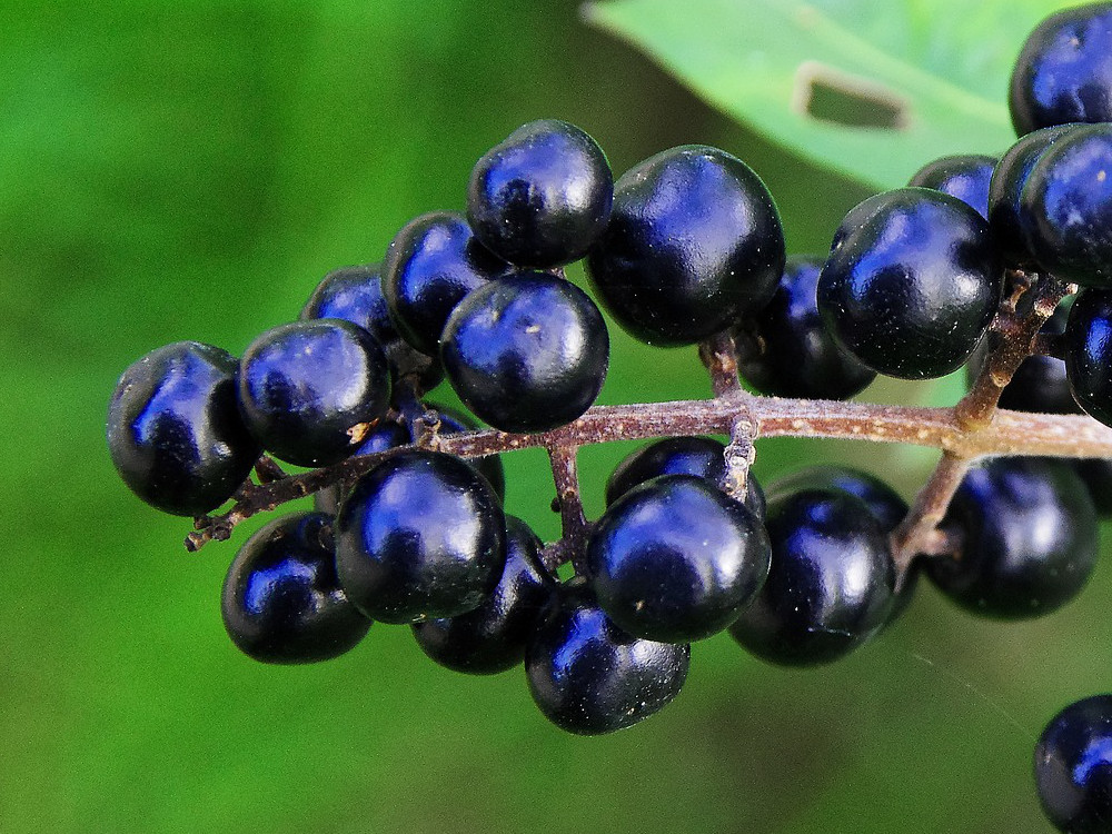 Frucht des wintergrünen Liguster / Vulgare Atrovirens