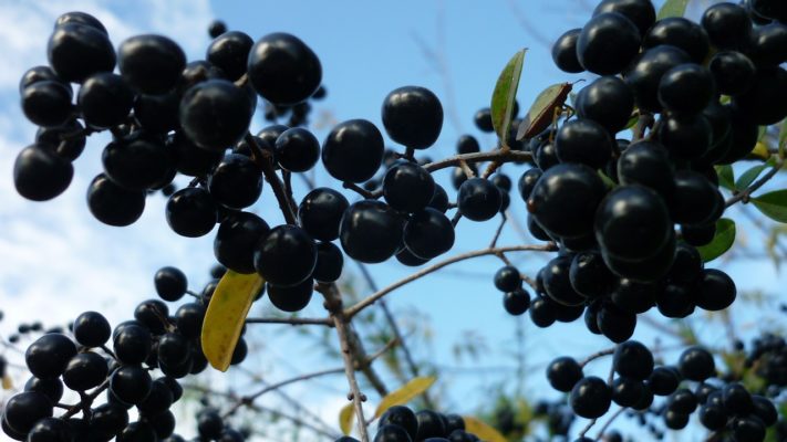 Frucht des ovalblättrigen Liguster / Ligustrum Ovalifolium