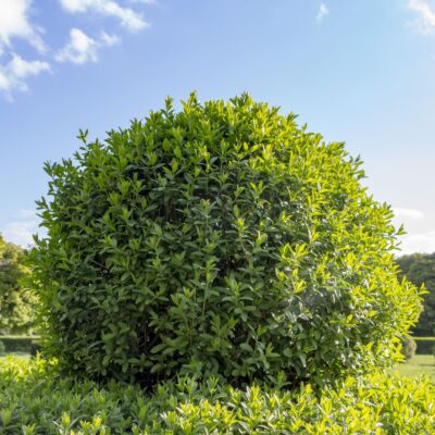 Ovalblättriger Liguster Strauch / Solitär (Ligustrum Ovalifolium)