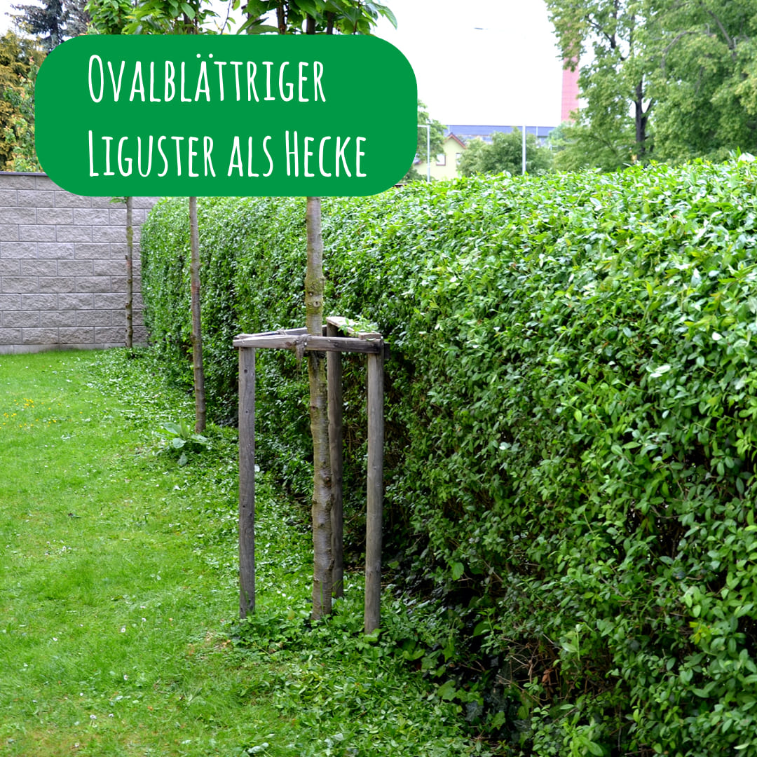 Ligustrum Ovalifolium Hecke