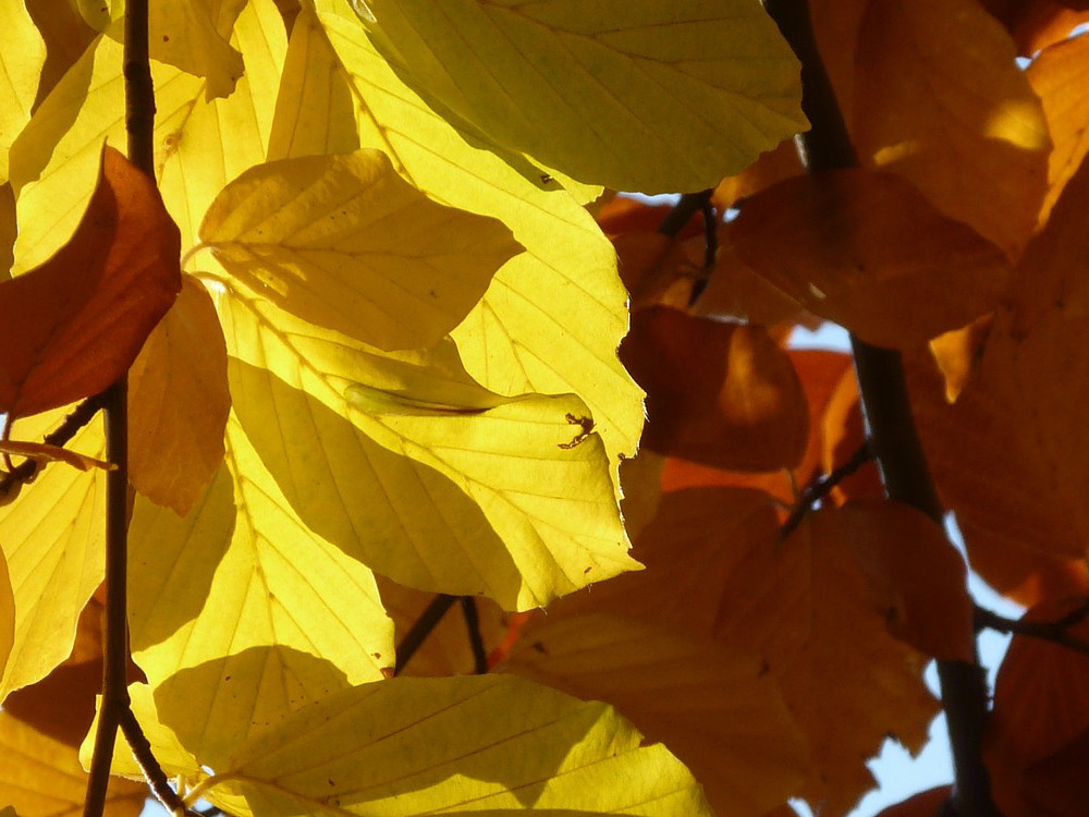 rotbuche-herbstlaub-orangerot-gelb-nah.jpg