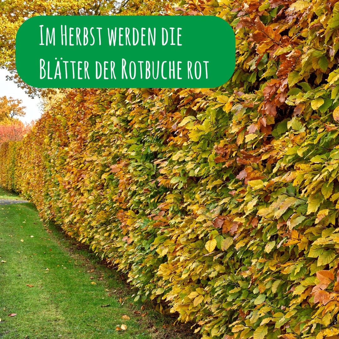 Rotbuche im Herbst mit roten Blättern