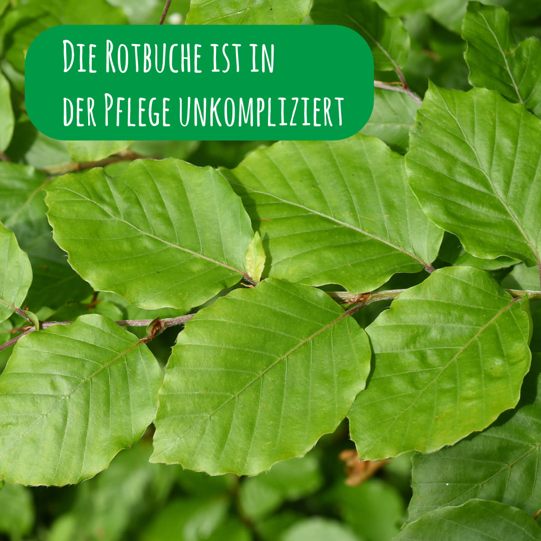 Blätter der Rotbuche