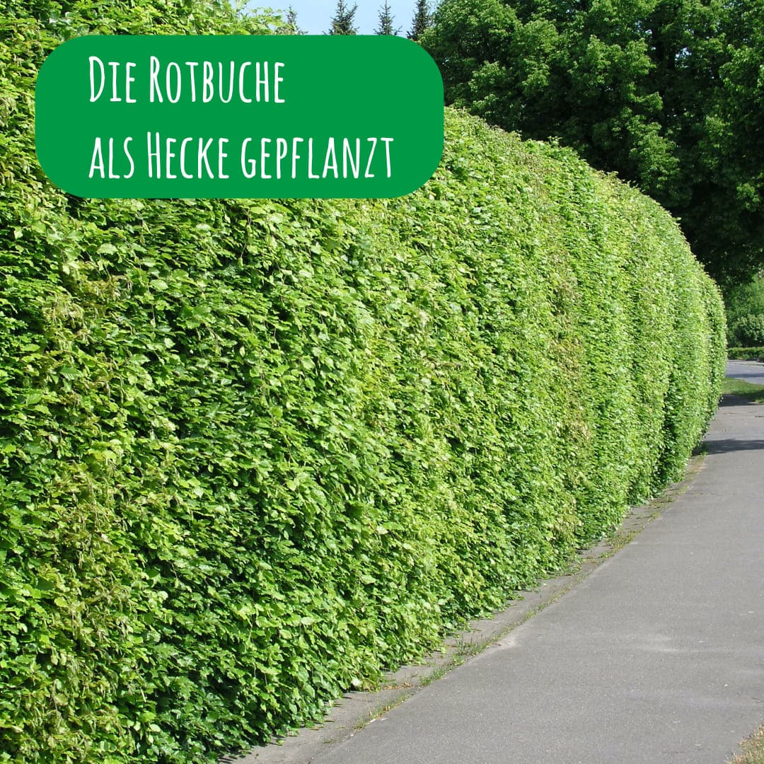 Fagus Sylvatica als Hecke gepflanzt