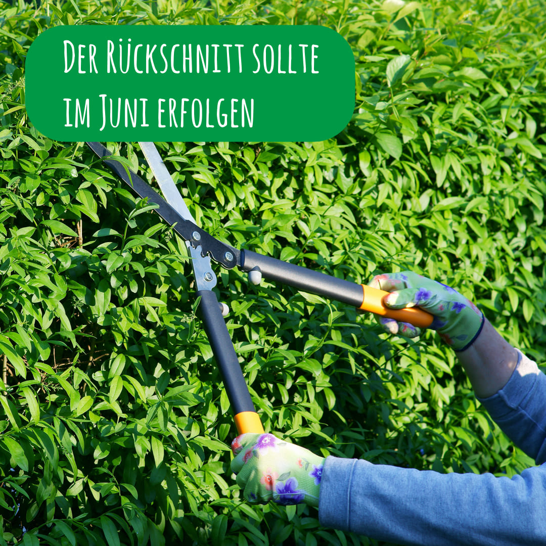 Rückschnitt vom Ligustrum Ovalifolium