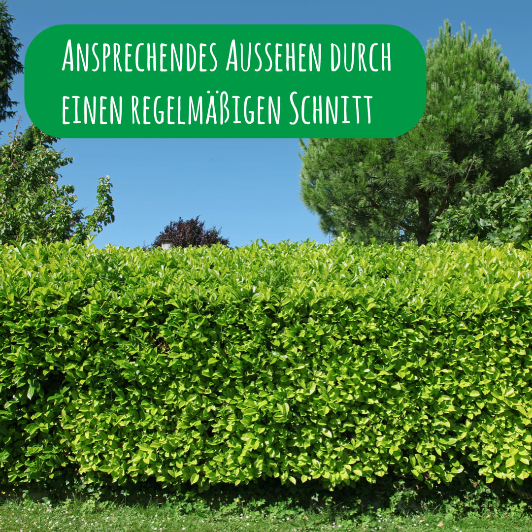 Kirschlorbeer als Hecke