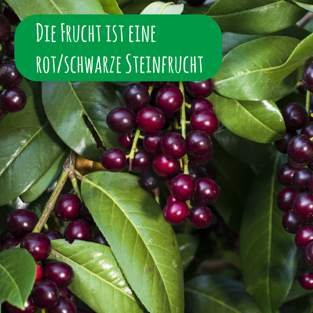 Kirschlorbeeren