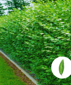 wintergruener-liguster-ligustrum-atrovirens hecke kaufen