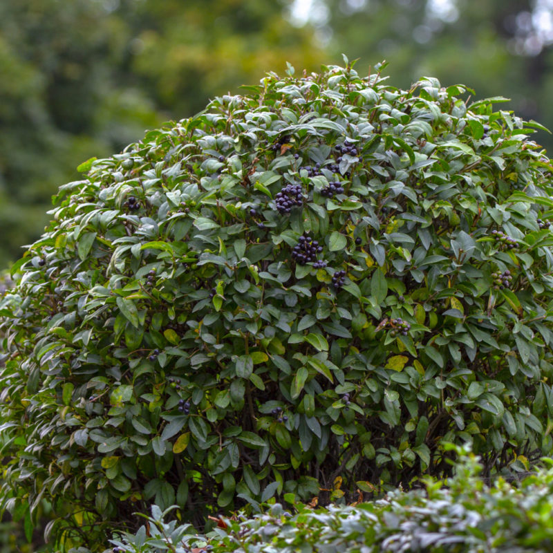 Wintergrüner Liguster (Ligustrum Atrovirens) als Strauch / Solitär