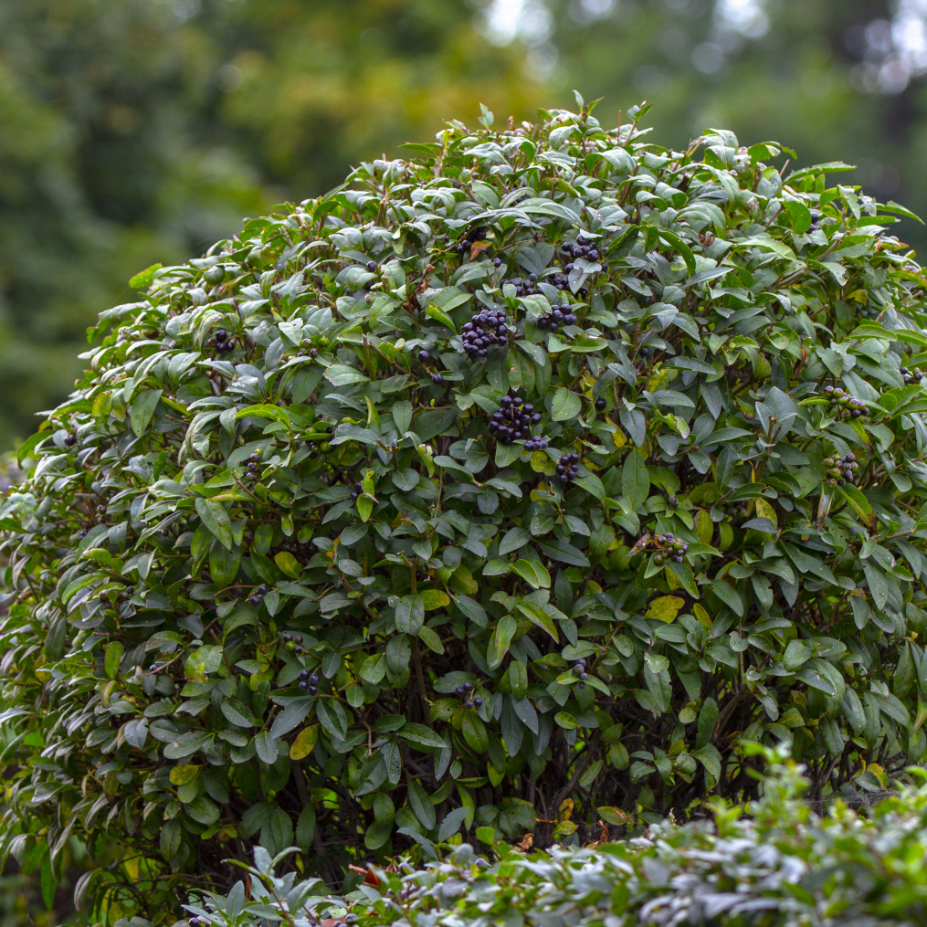 Wintergrüner Liguster 'Atrovirens' kaufen » [Steckbrief & Anleitung]