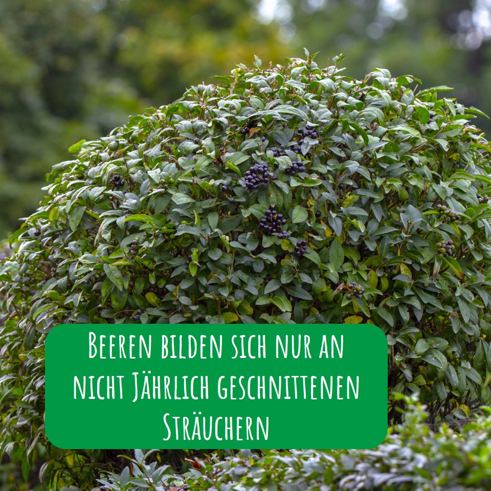 Wintergrüner Liguster (Atrovirens) Strauch mit Beeren