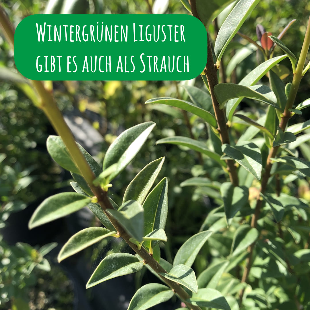 Wintergrüner Liguster als Strauch
