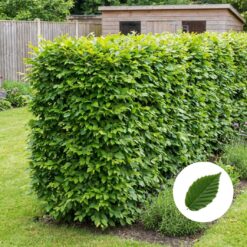 Hainbuche Hecke kaufen