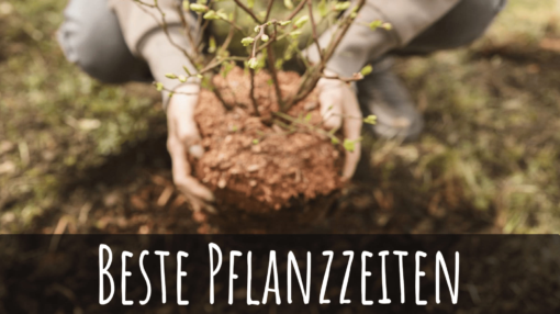 Heckenpflanzen einfach online kaufen Hecken Helge