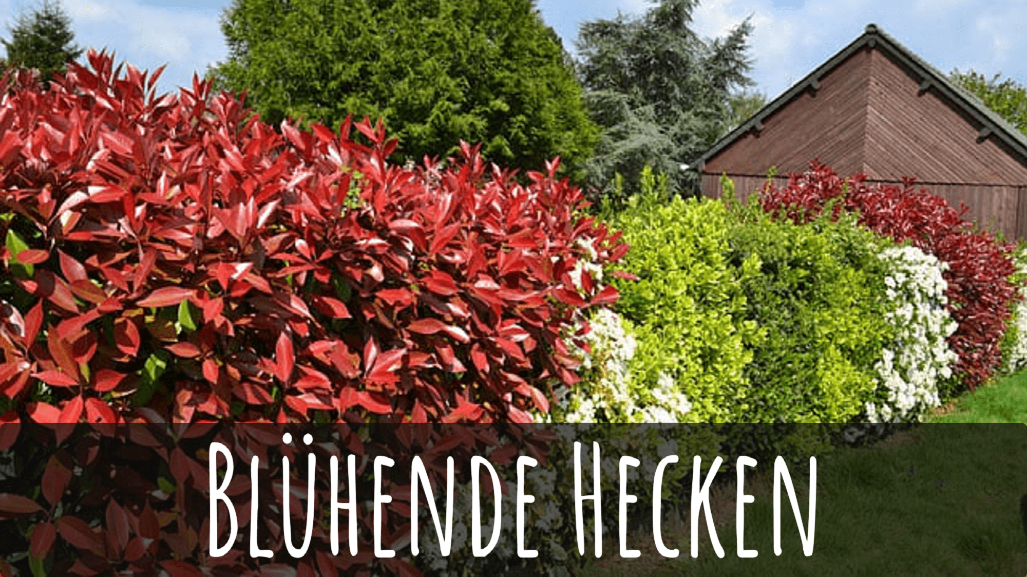 Die 12 besten blühenden Hecken mit Bildern & Pflanztipps