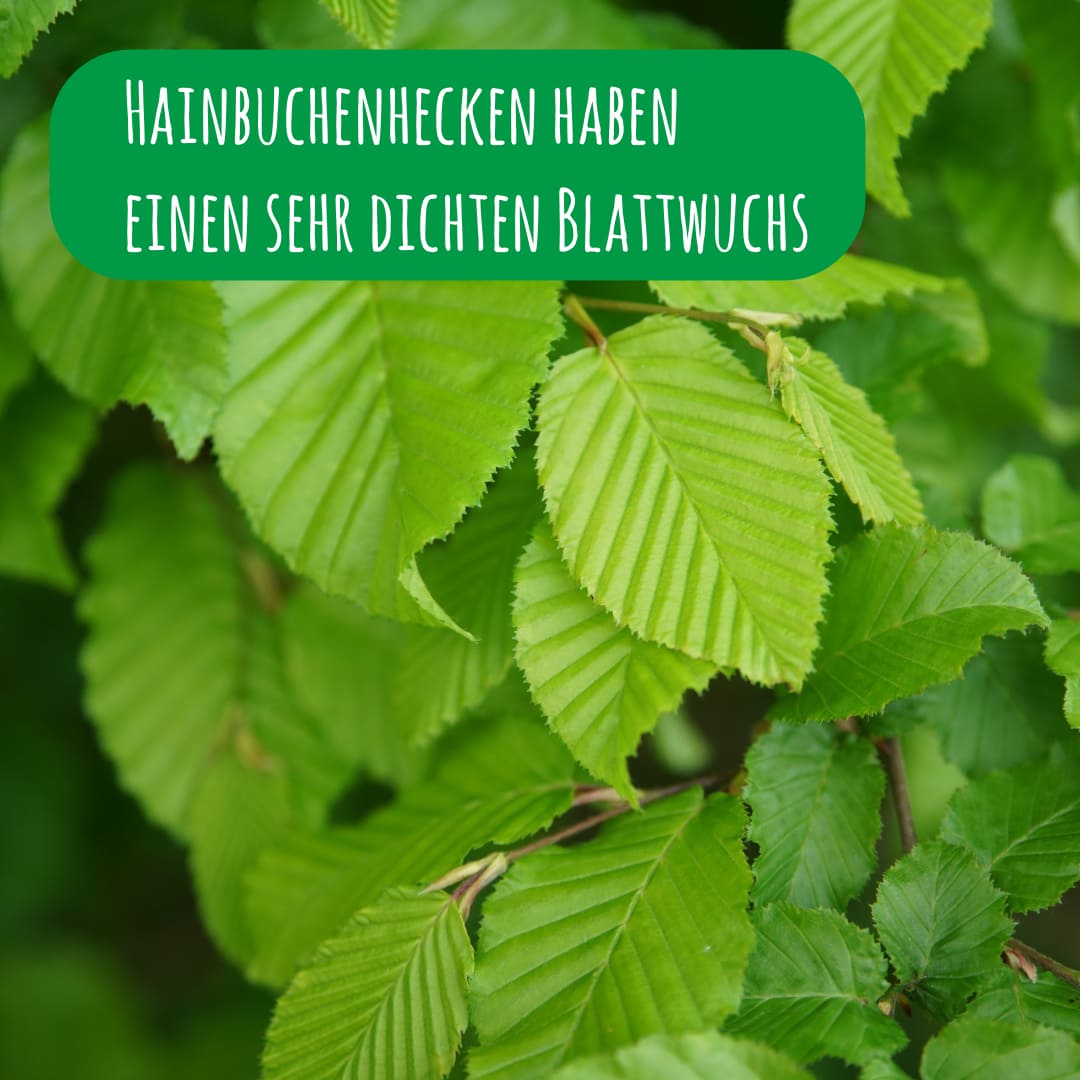 Carpinus Betulus mit einem dichten Blattwuchs