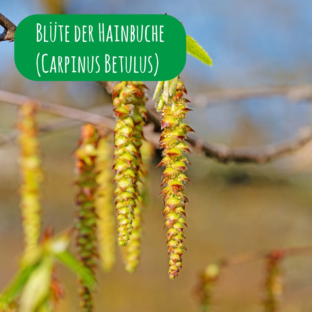 Hainbuchen 'Carpinus Betulus' kaufen » [inkl. Steckbrief & Anleitung]