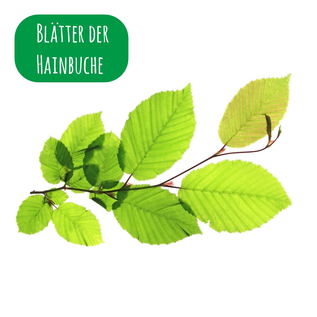 Blätter der Weißbuche