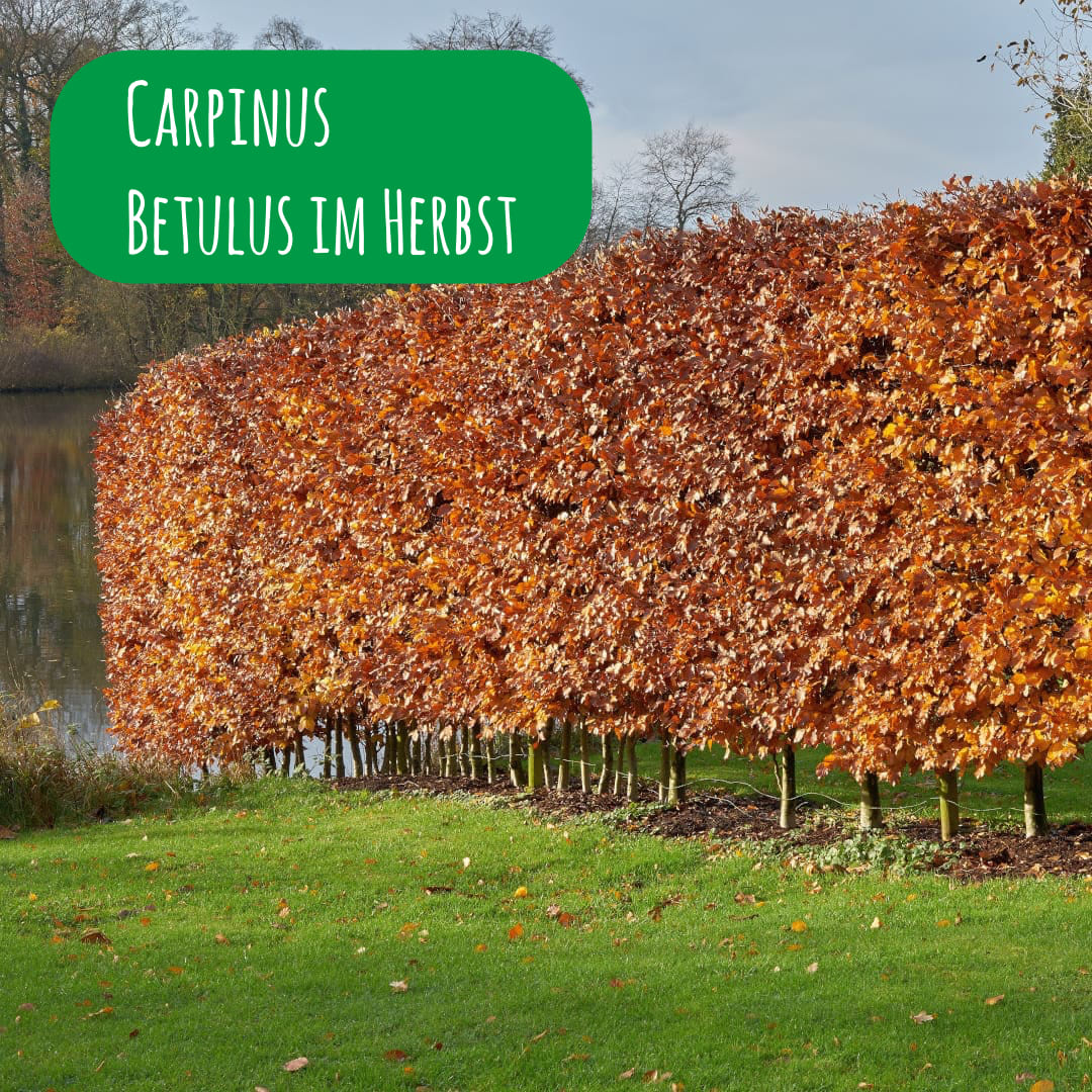 Carpinus Betulus bekommt im Herbst rote Blätter
